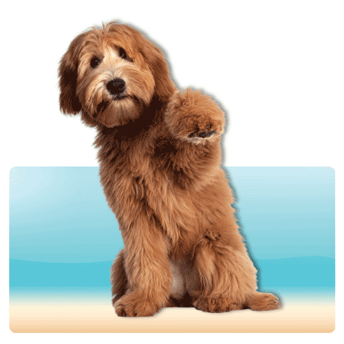 Pets category logo with a fluffy puppy sitting and waving.